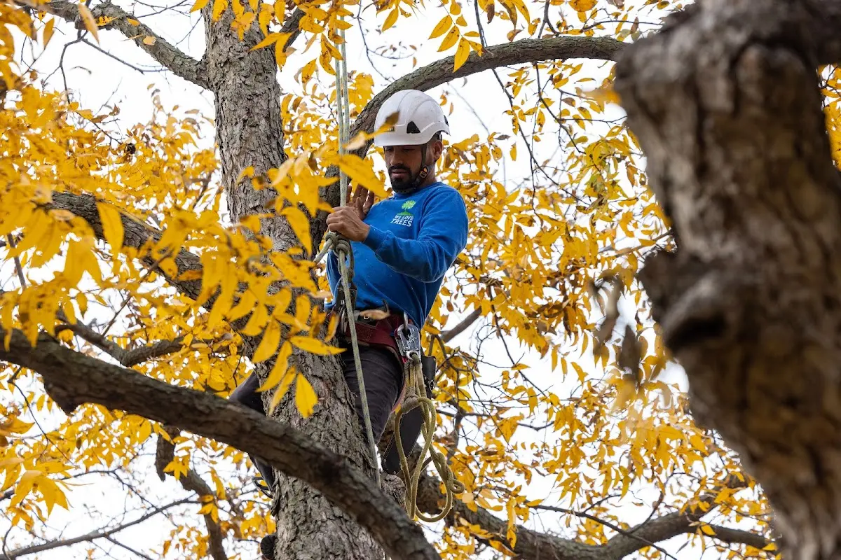 Skilled Tree Pruning crew working in Stone Ridge